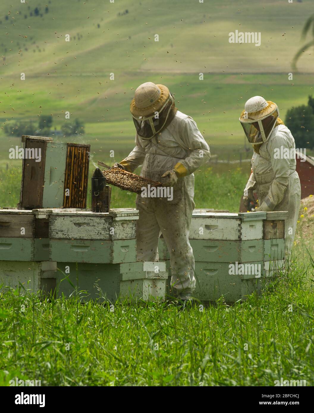 Checking the bee hives from the bee boxes on a bee farm that makes honey Stock Photo