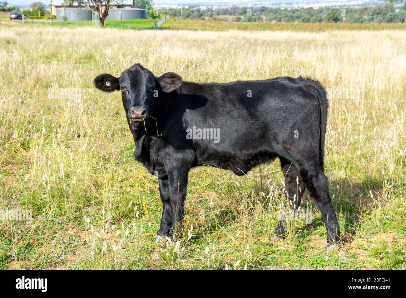 A 9 month old Angus bull  in pasture. Stock Photo