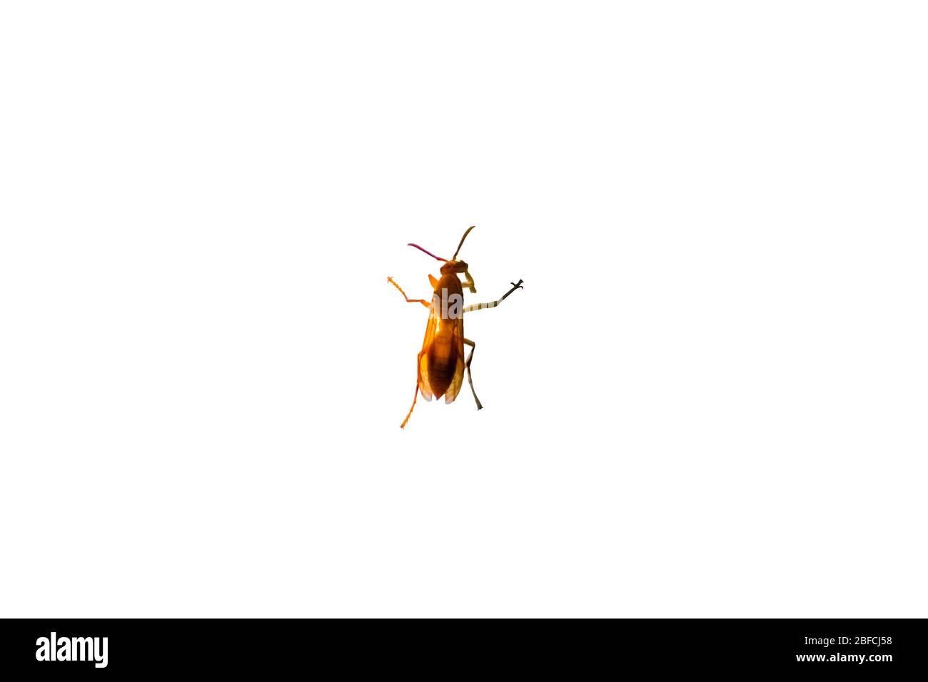 Indian yellow paper wasp hi-res stock photography and images - Alamy