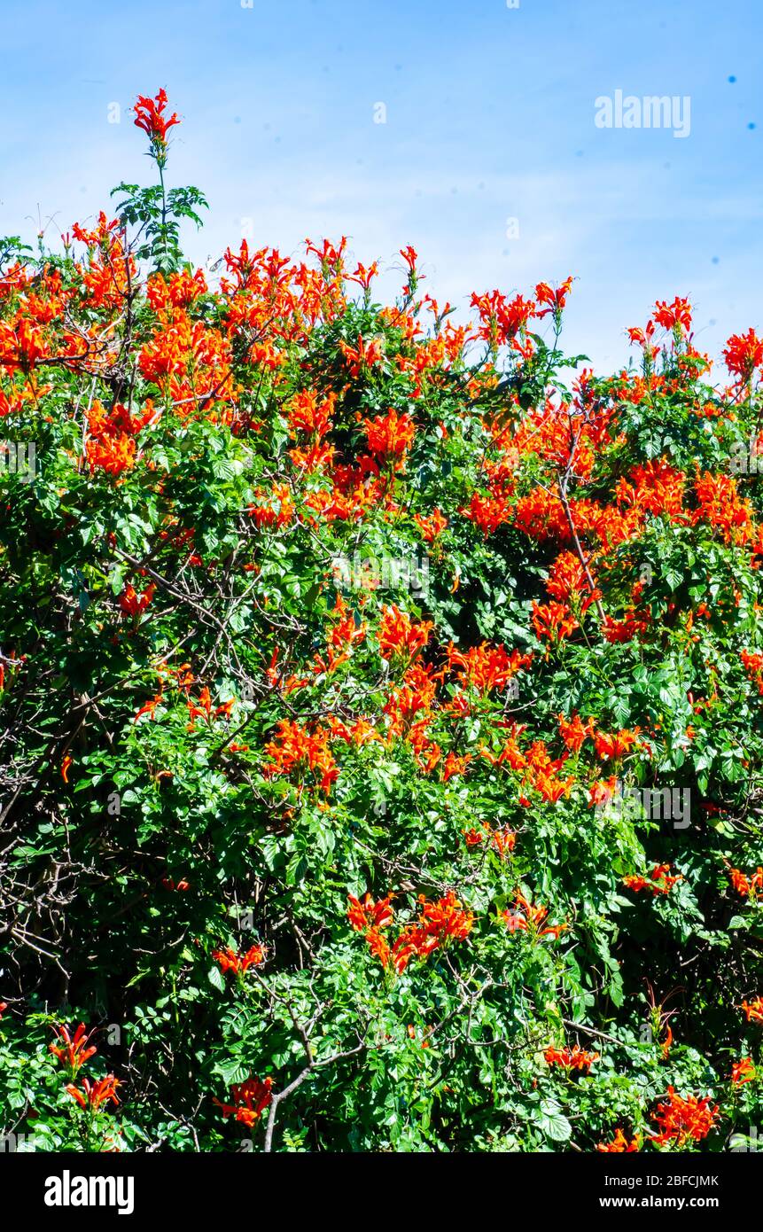 Hedge of Cape capensis Stock Photo Alamy