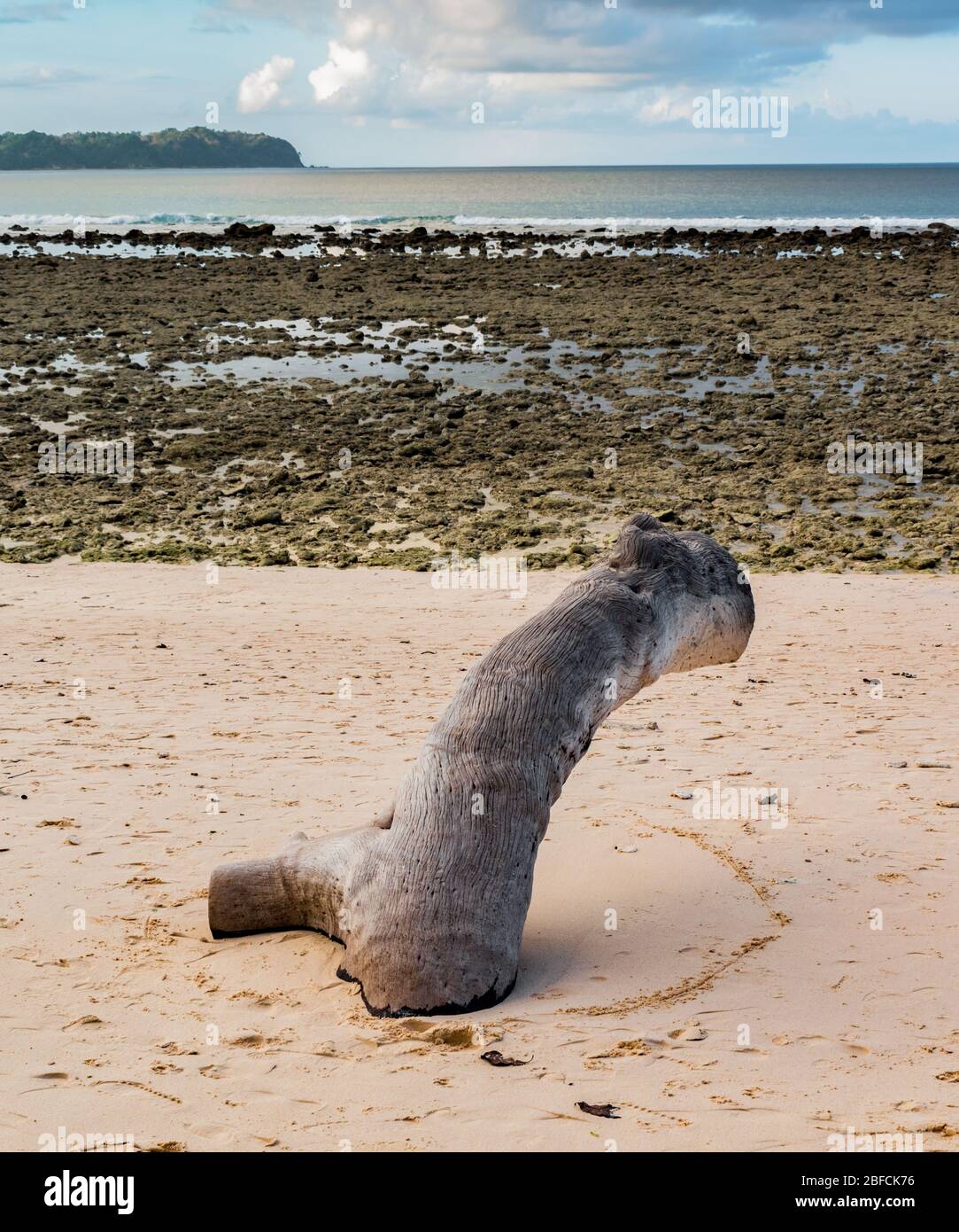 Photo of beach during low tide with dead corals on shore and wooden log of fallen tree, buried half into beach sand, making it a perfect spot to sit Stock Photo