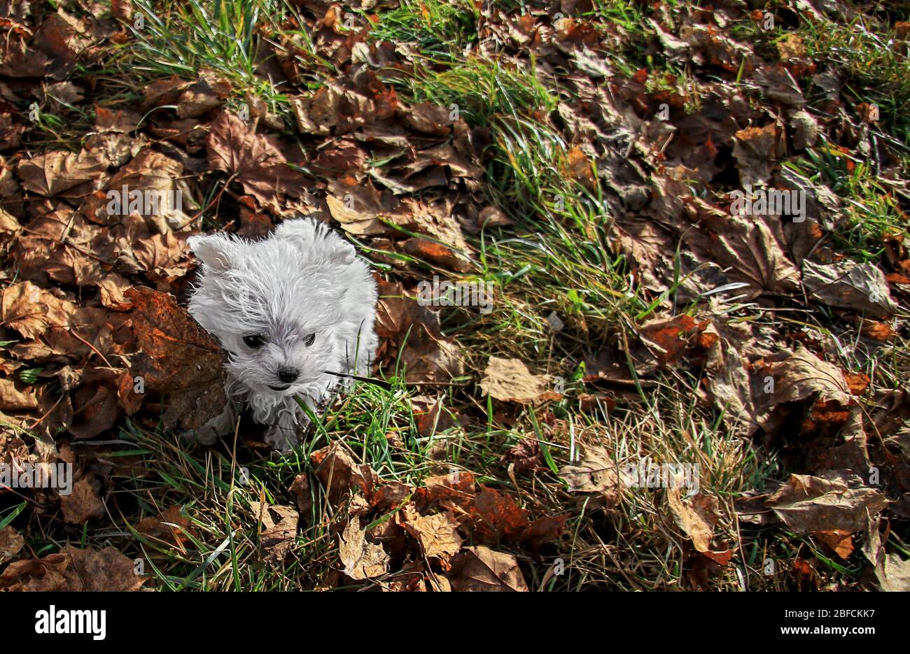 a puppy on his first walk in autumn Stock Photo