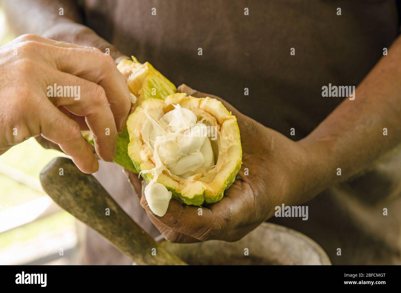 Fresh cocoa beans being taken from a recently opened pod. The seeds