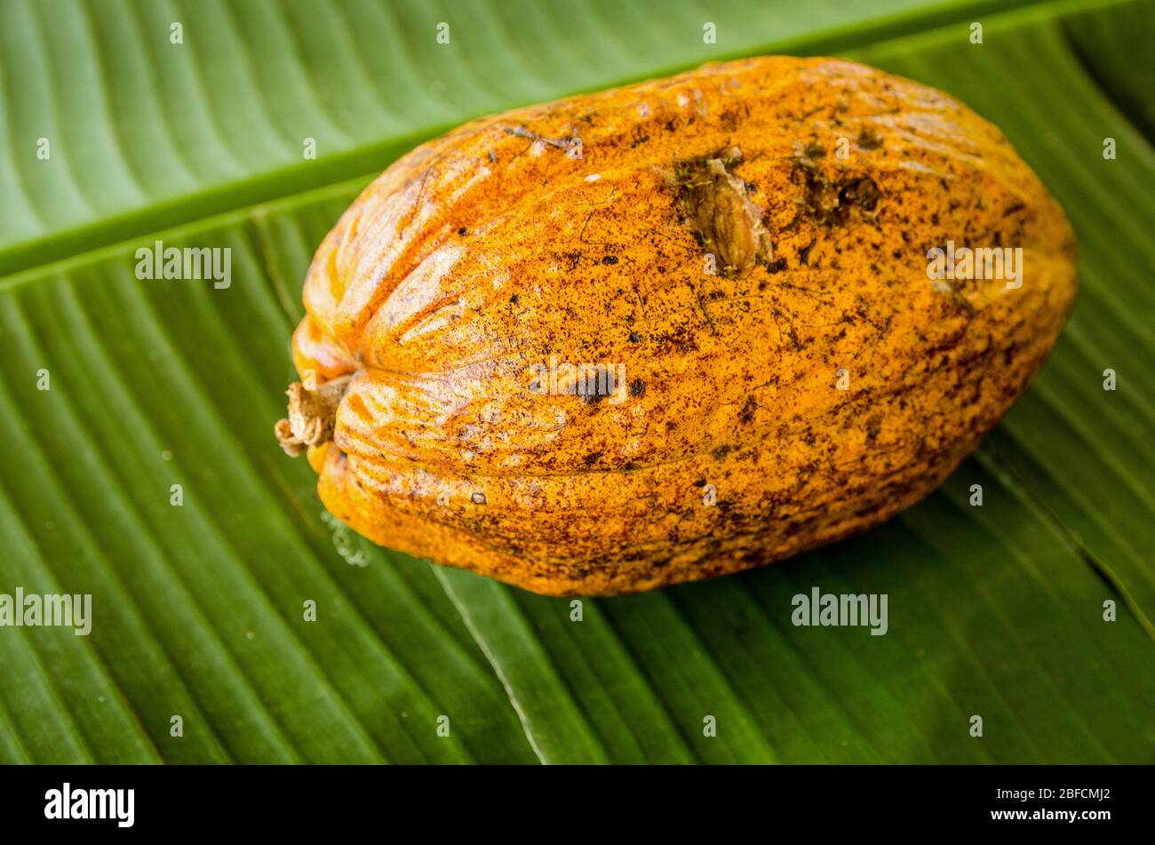 Cocoa (theobroma cacao) fruit hires stock photography and images Alamy