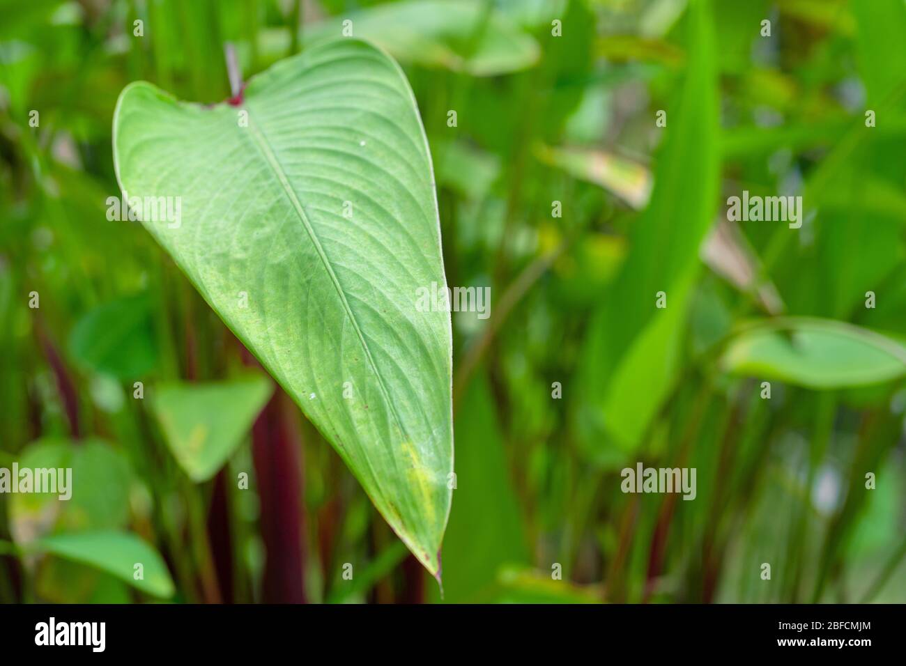 Saturated green leaf of a tropical plant. Stock Photo