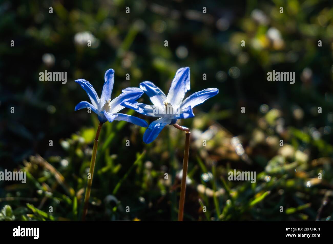 The blue color starflower, Ipheion in spring time Stock Photo