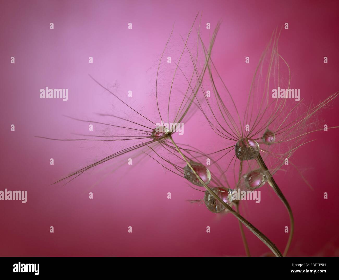 Dandelion, taraxacum, seeds with raindrops against a bright magenta background in a studio. Macro, Selective focus. Stock Photo