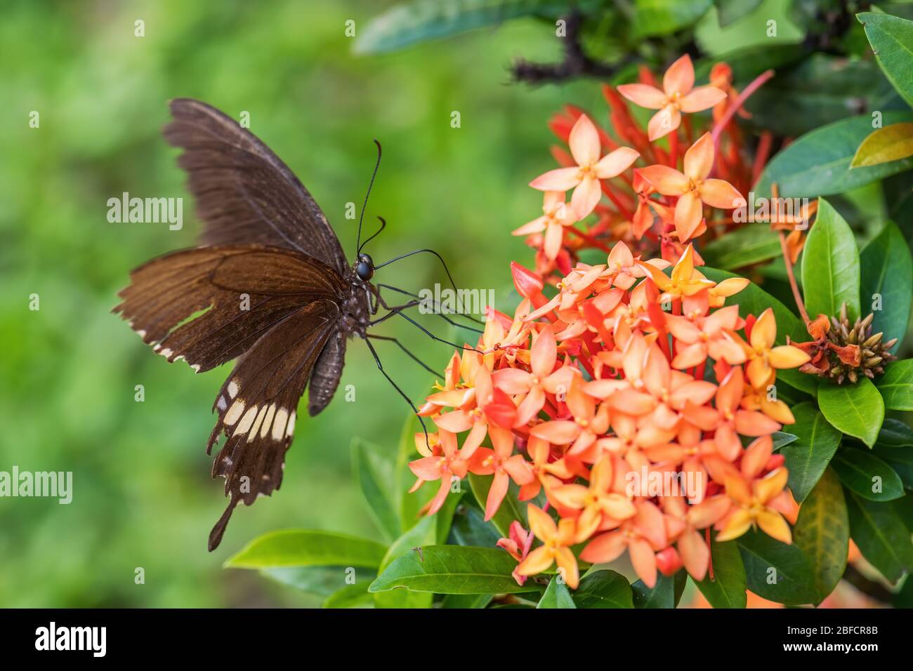 Common Mormon - Papilio polytes, beautiful large black butterfly from Southeast Asian meadows and woodlands, Malaysia. Stock Photo
