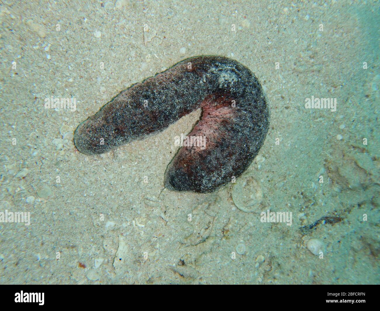 Sea cucumber are echinoderms from the class Holothuroidea Stock Photo