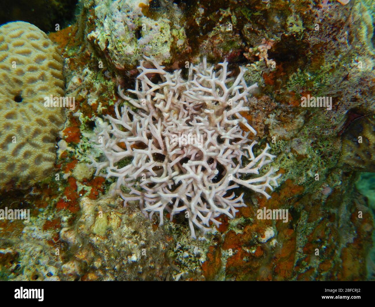 seaweeds, brown algae, macroalgae Stock Photo - Alamy