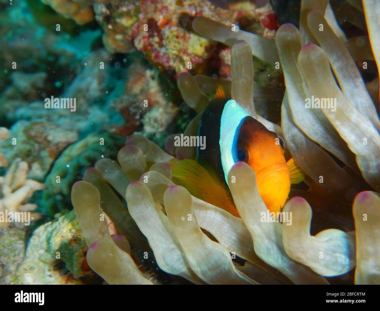 Amphiprioninae, Clownfish or anemonefish Stock Photo