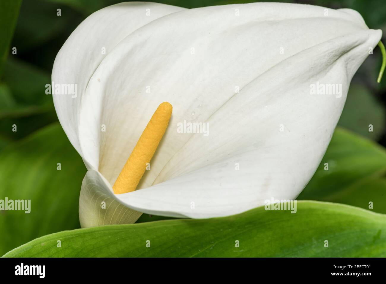 calla blossom