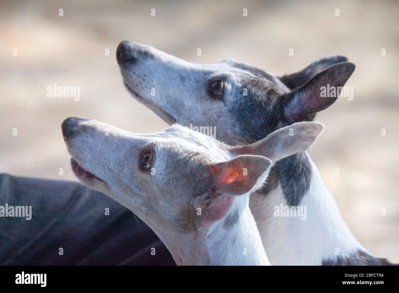 Two Whippet Greyhounds Looking at Master Stock Photo