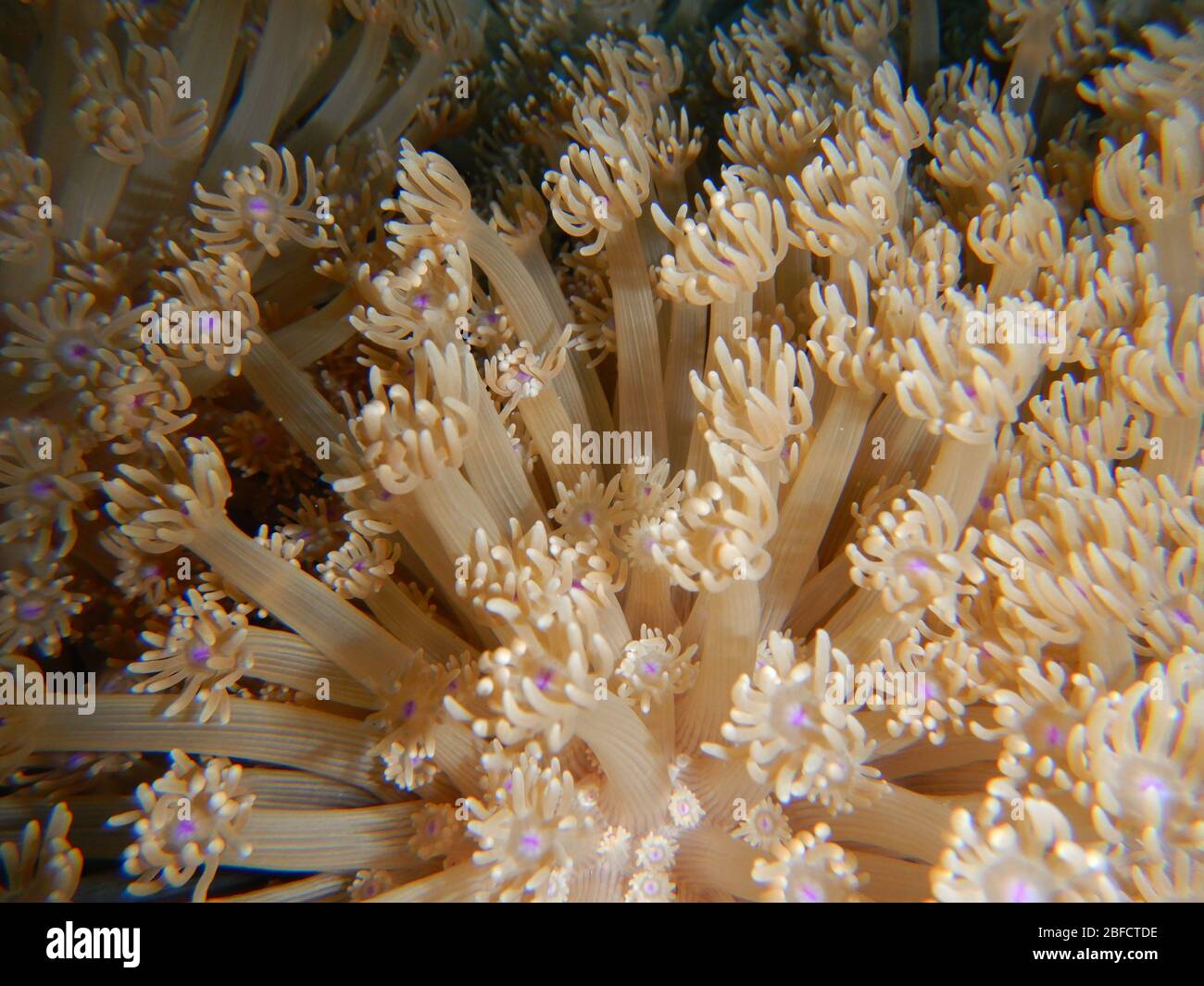 Soft Corals, Alcyonacea, gorgonians, sea fans Stock Photo