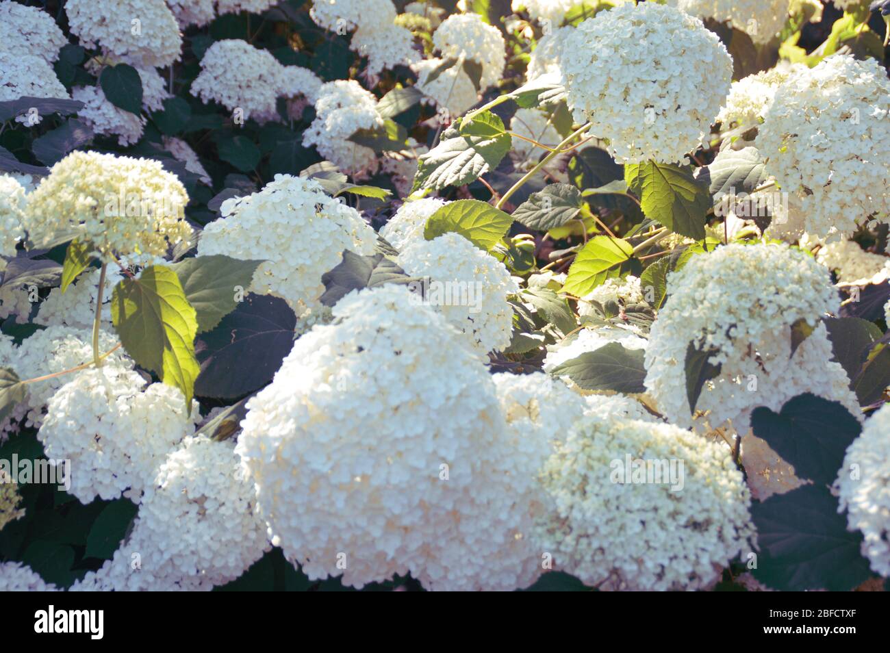 Flowers in full bloom in the early days of Spring time season Stock Photo