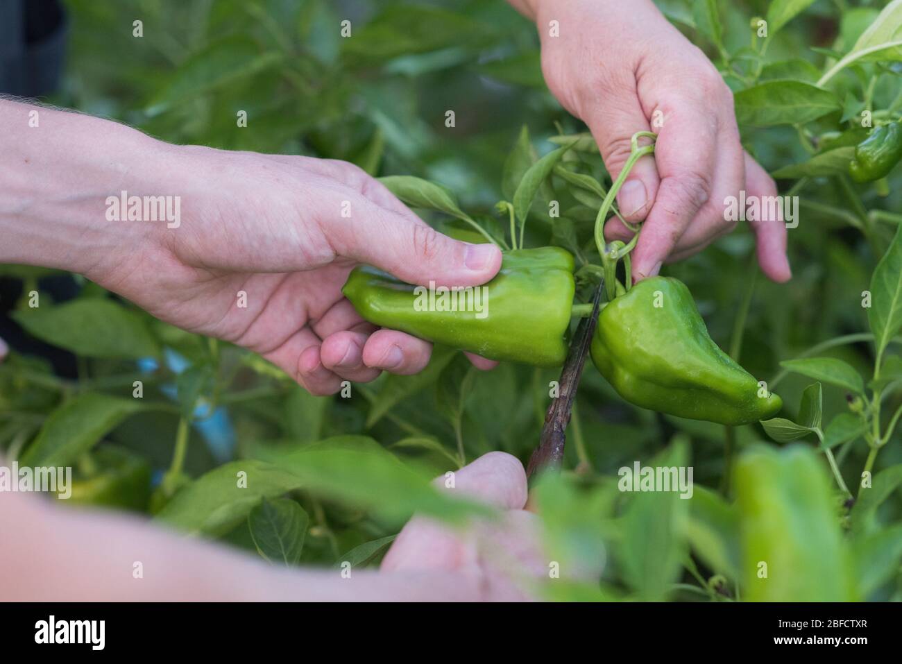 Piman Japanese green bell peppers hi-res stock photography and images - Alamy
