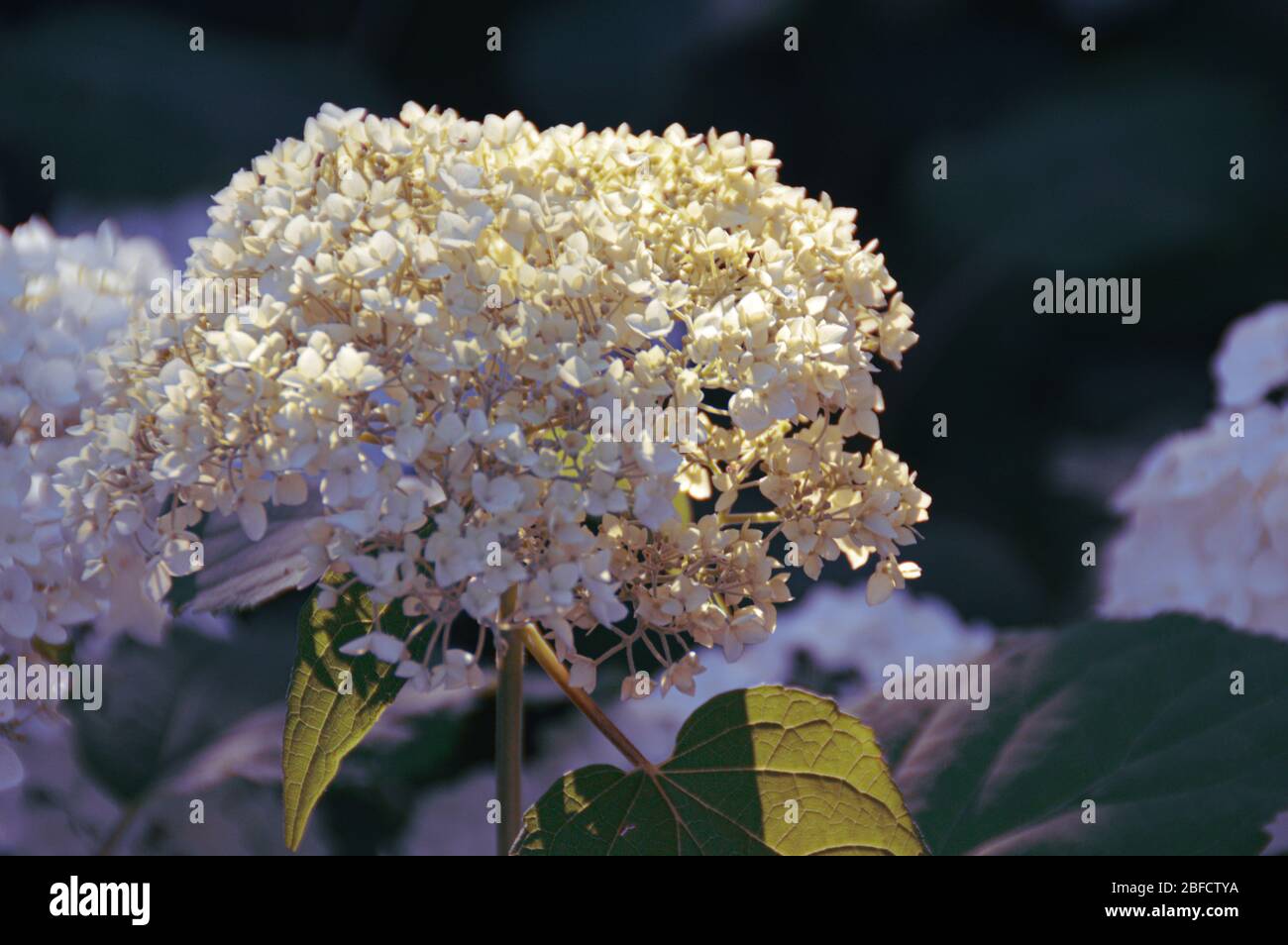 Flowers in full bloom in the early days of Spring time season Stock Photo
