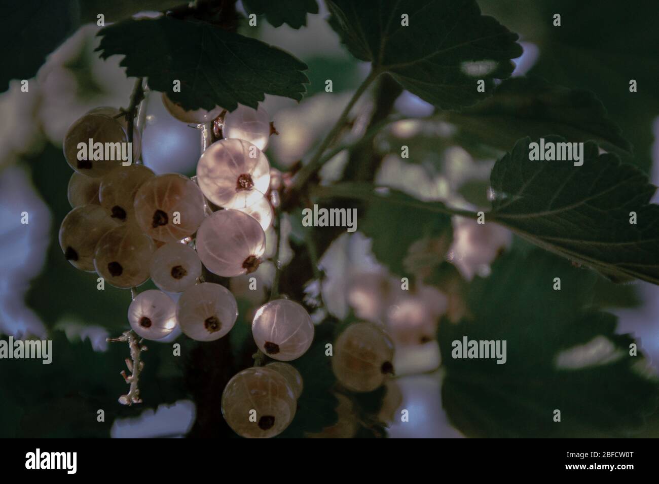 White currants bushes bearing fruits as a sign that Spring season has arrived Stock Photo