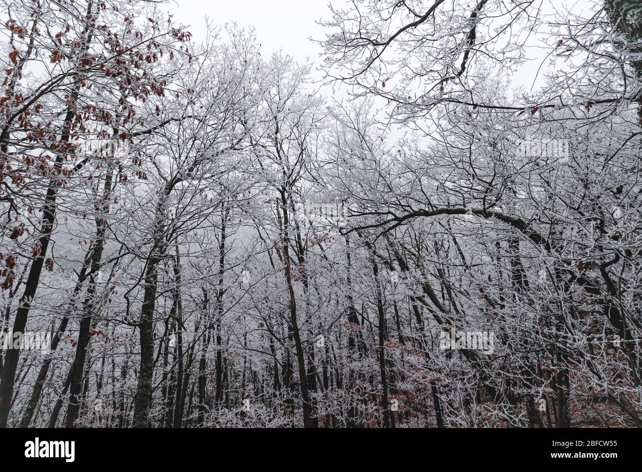 Cinematic view of the frost covered trees in the woods during the winter season Stock Photo