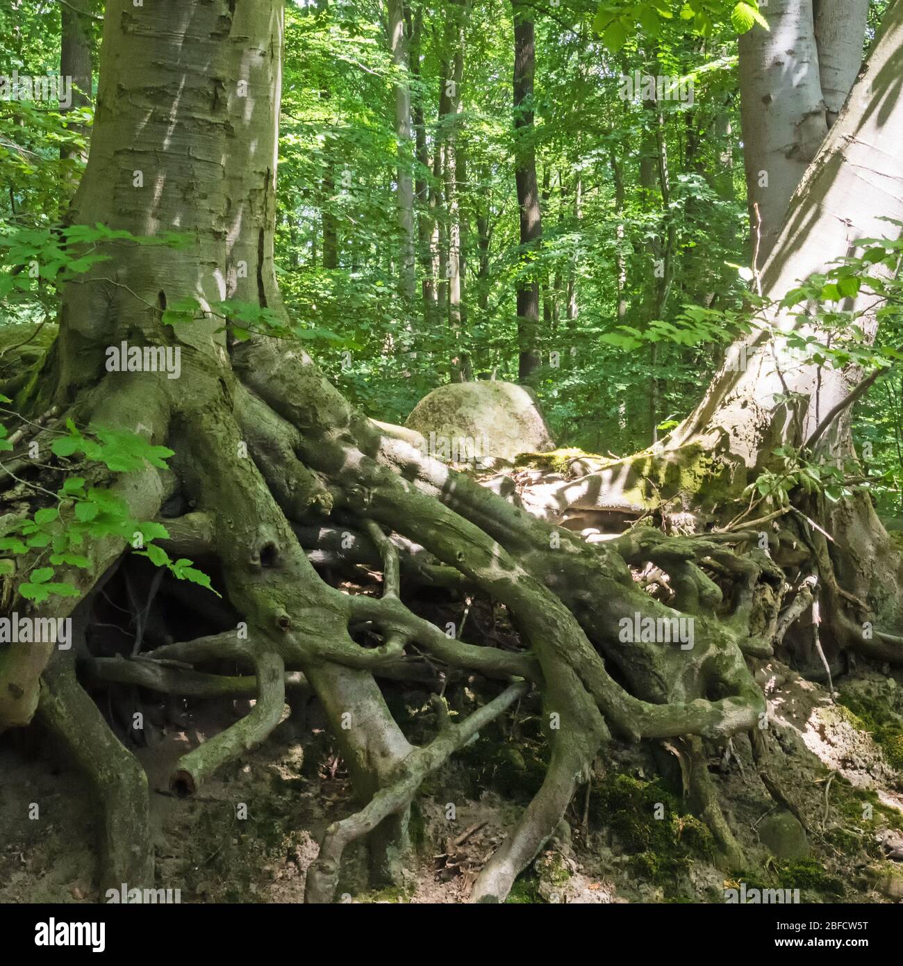 Tree root detail hi-res stock photography and images - Alamy
