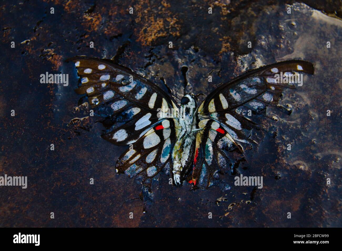 Conceptual photo of a dead butterfly in water showing concept of mental health illness like depression and suicide during lock down Stock Photo