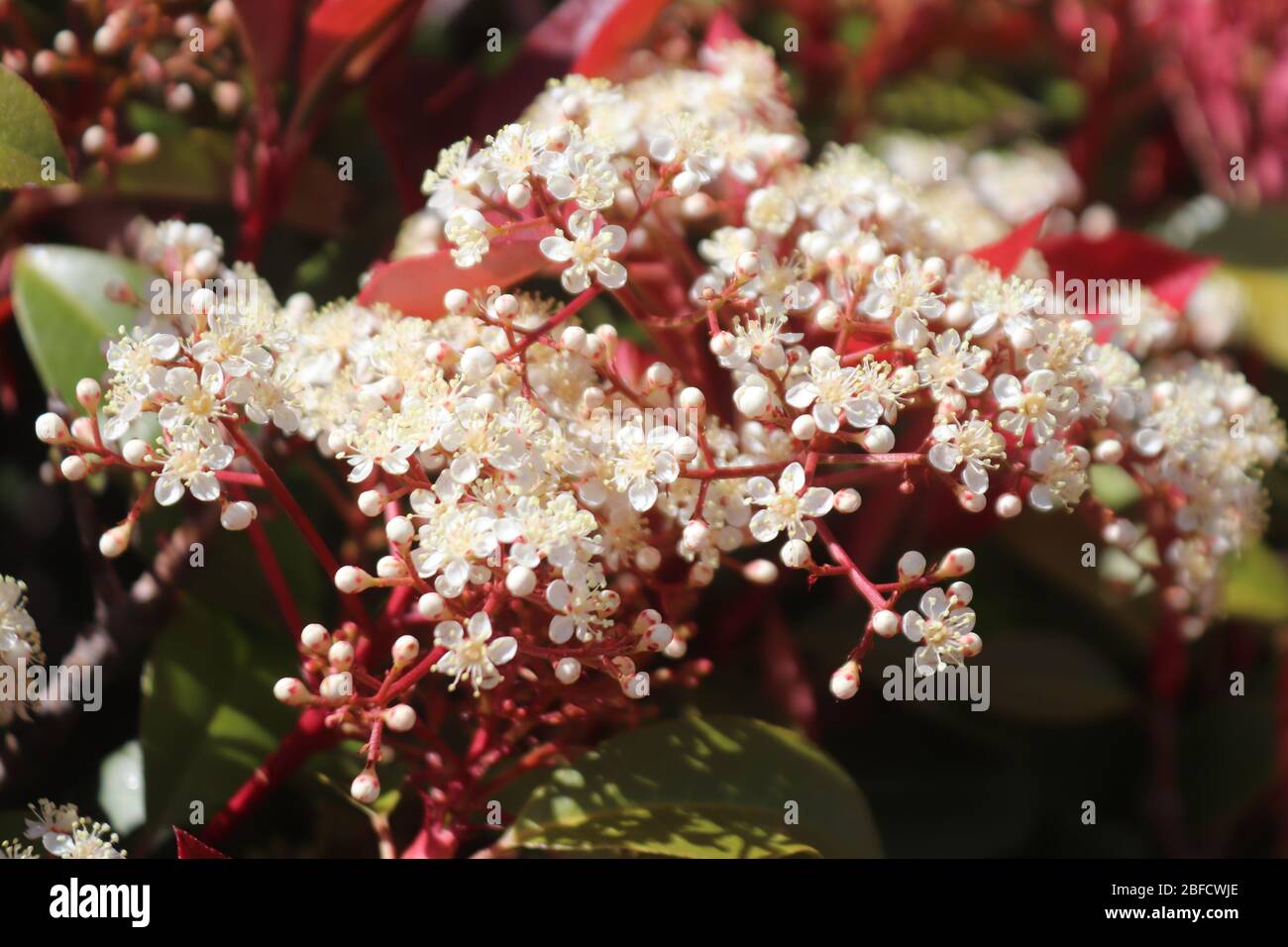 Red Tip Photinia in Bloom 3 Stock Photo