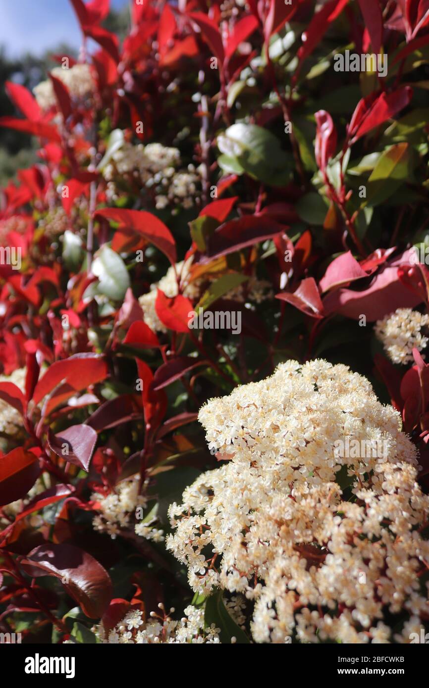 Red Tip Photinia in Bloom 2 Stock Photo