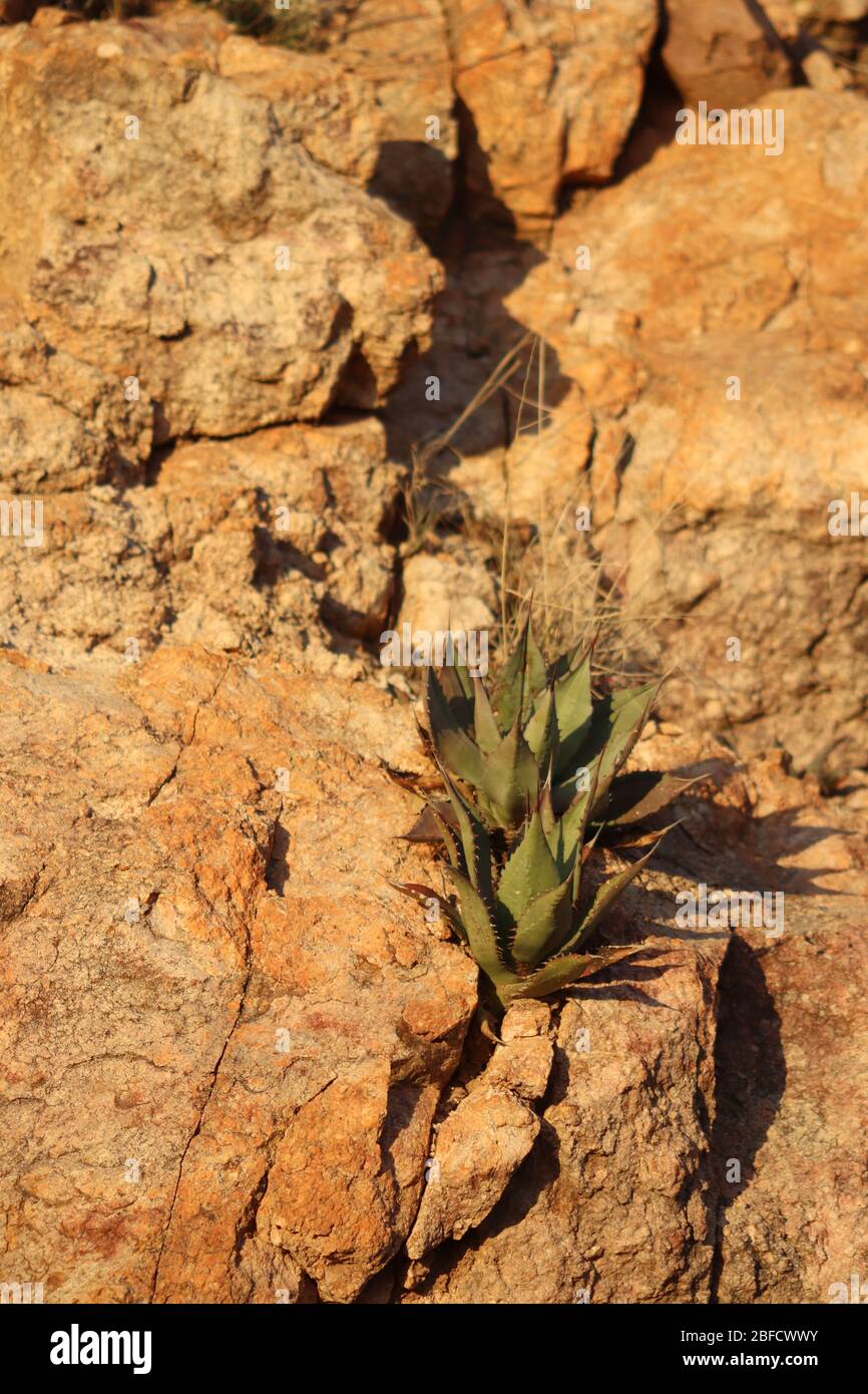 Agave Twins Stock Photo