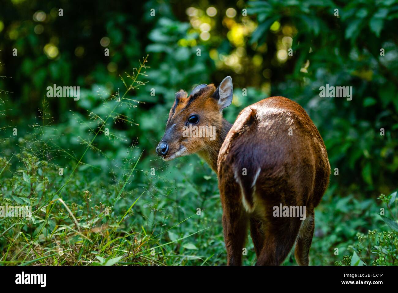 Barking deer baby in a park Stock Photo