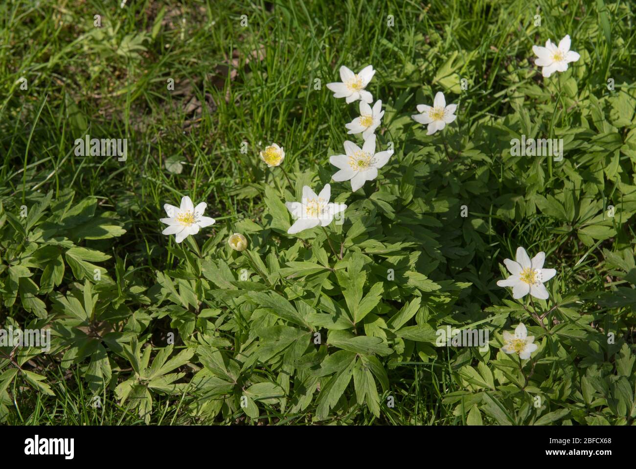 Spring Flowering Wood Anemone Wild Flowers (Anemone nemorosa) on a Bank