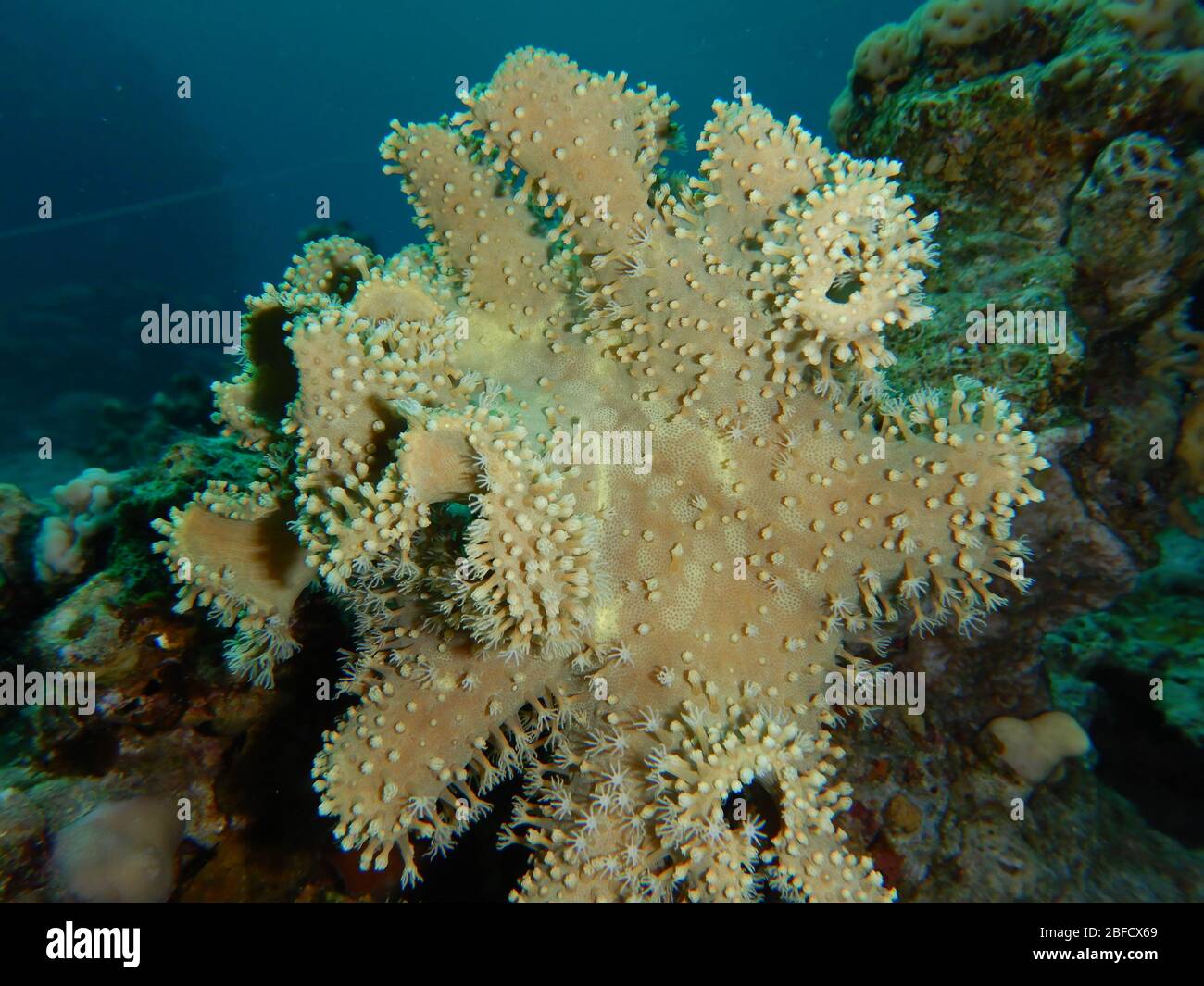 Soft Corals, Alcyonacea, gorgonians, sea fans Stock Photo