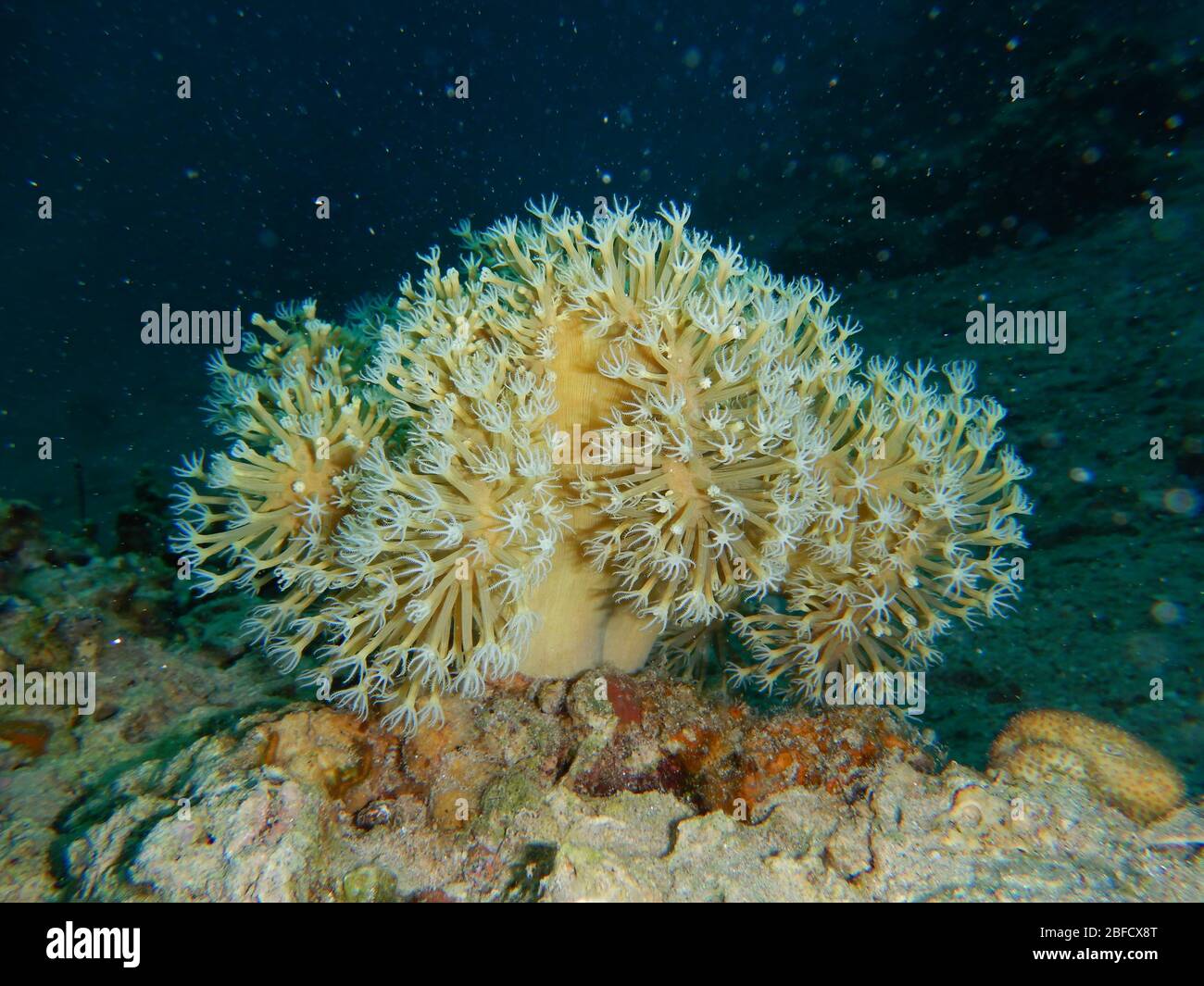 Soft Corals, Alcyonacea, gorgonians, sea fans Stock Photo