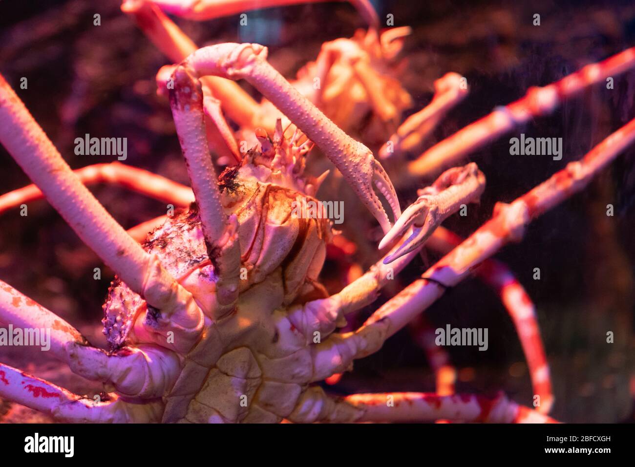 Close up. Big Alaskan crab specimen in underwater tank. Stock Photo