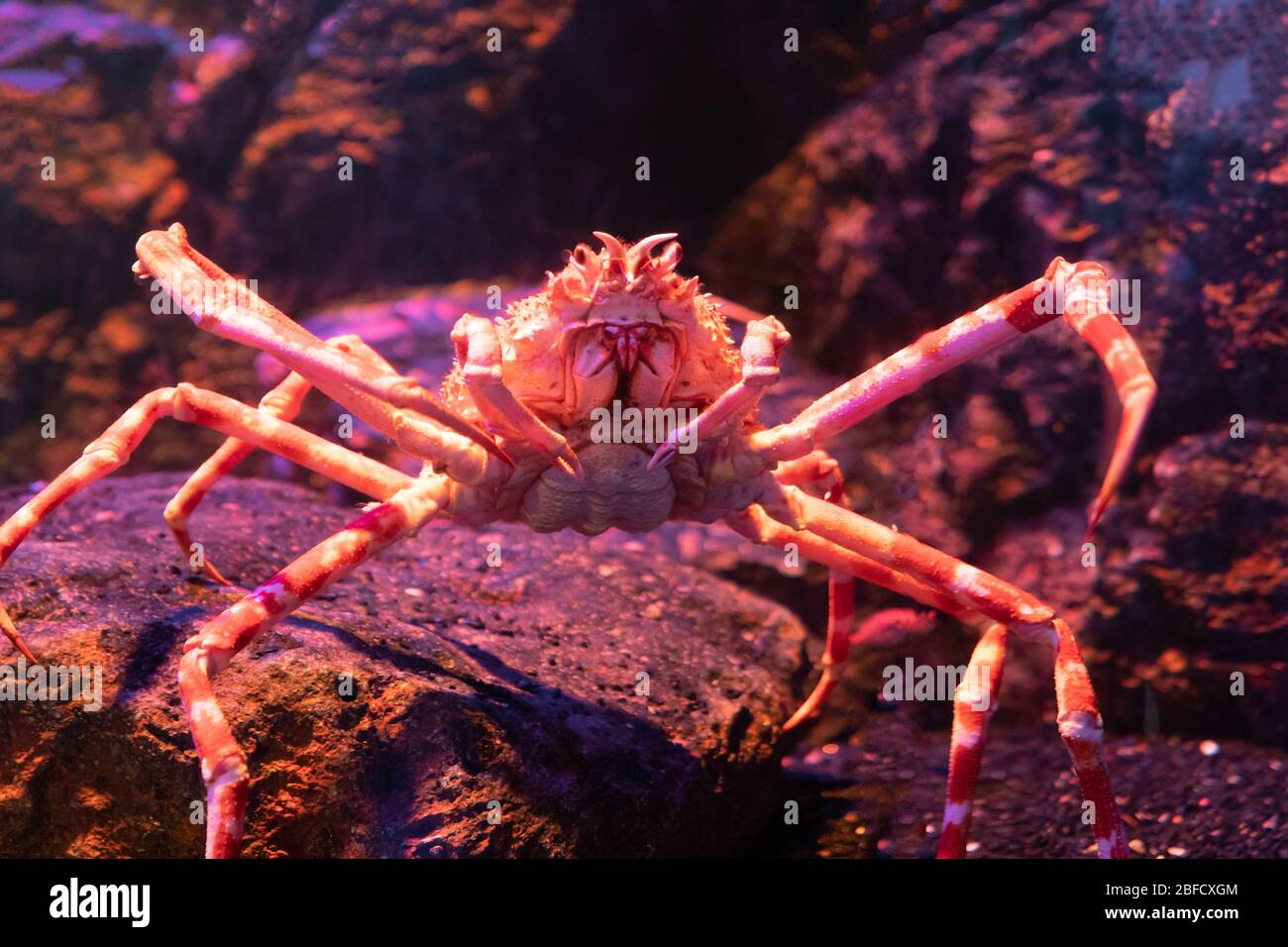 Close up. Big Alaskan crab specimen in underwater tank. Stock Photo