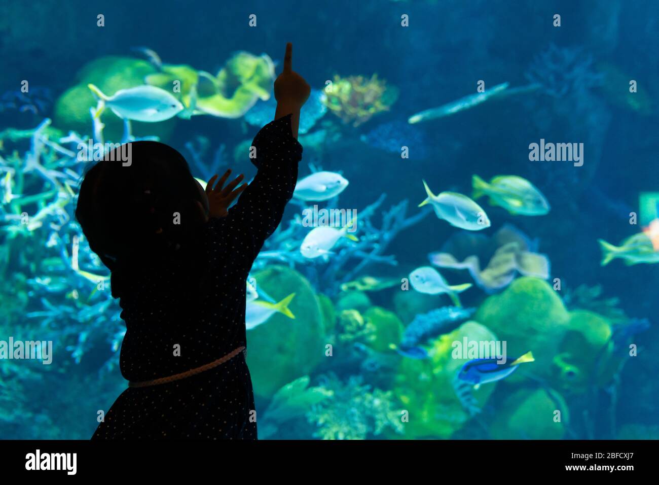 Silhouette of a girl enjoying at fishs in the aquarium. Stock Photo