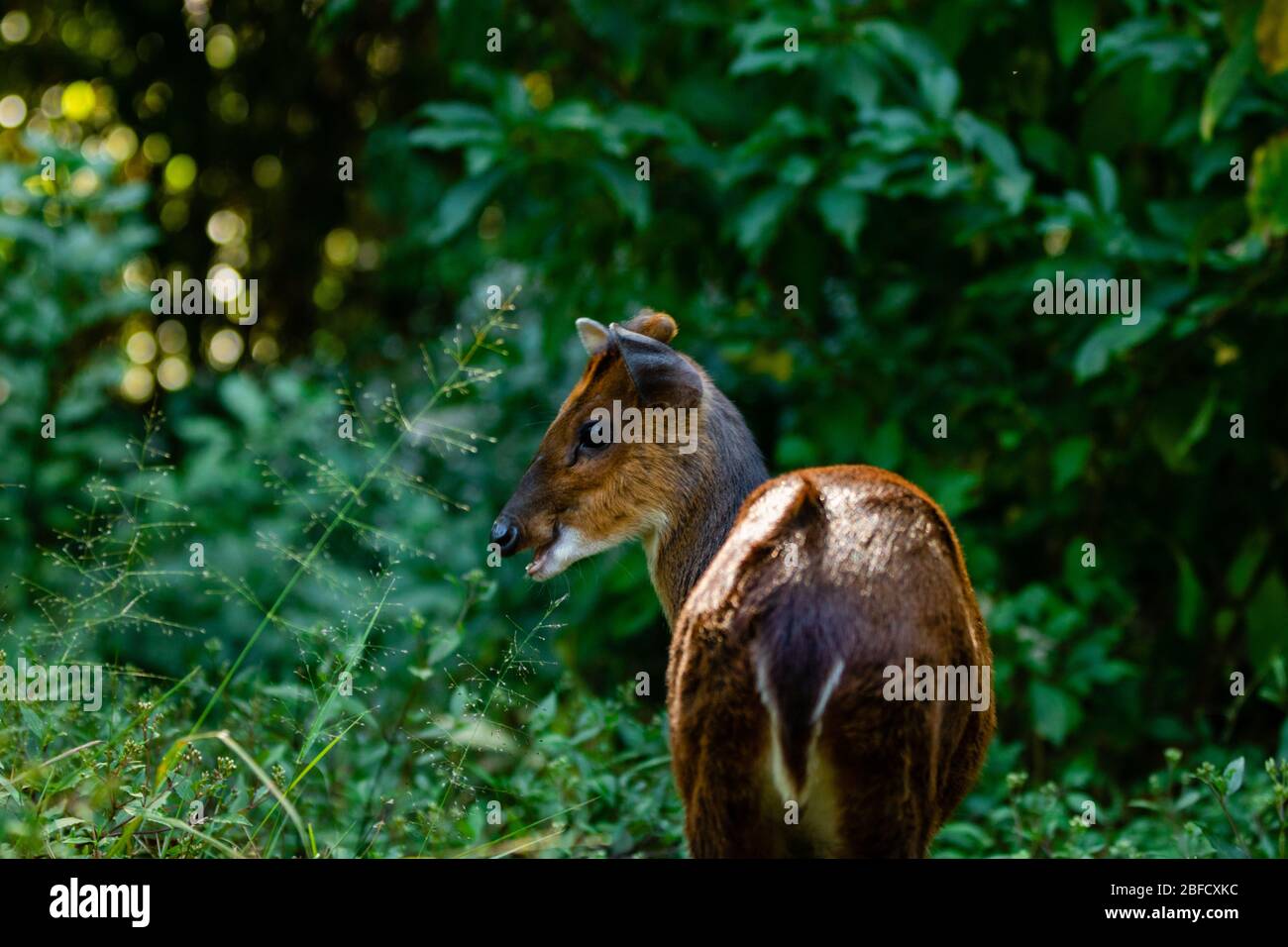 Barking deer baby in a park Stock Photo