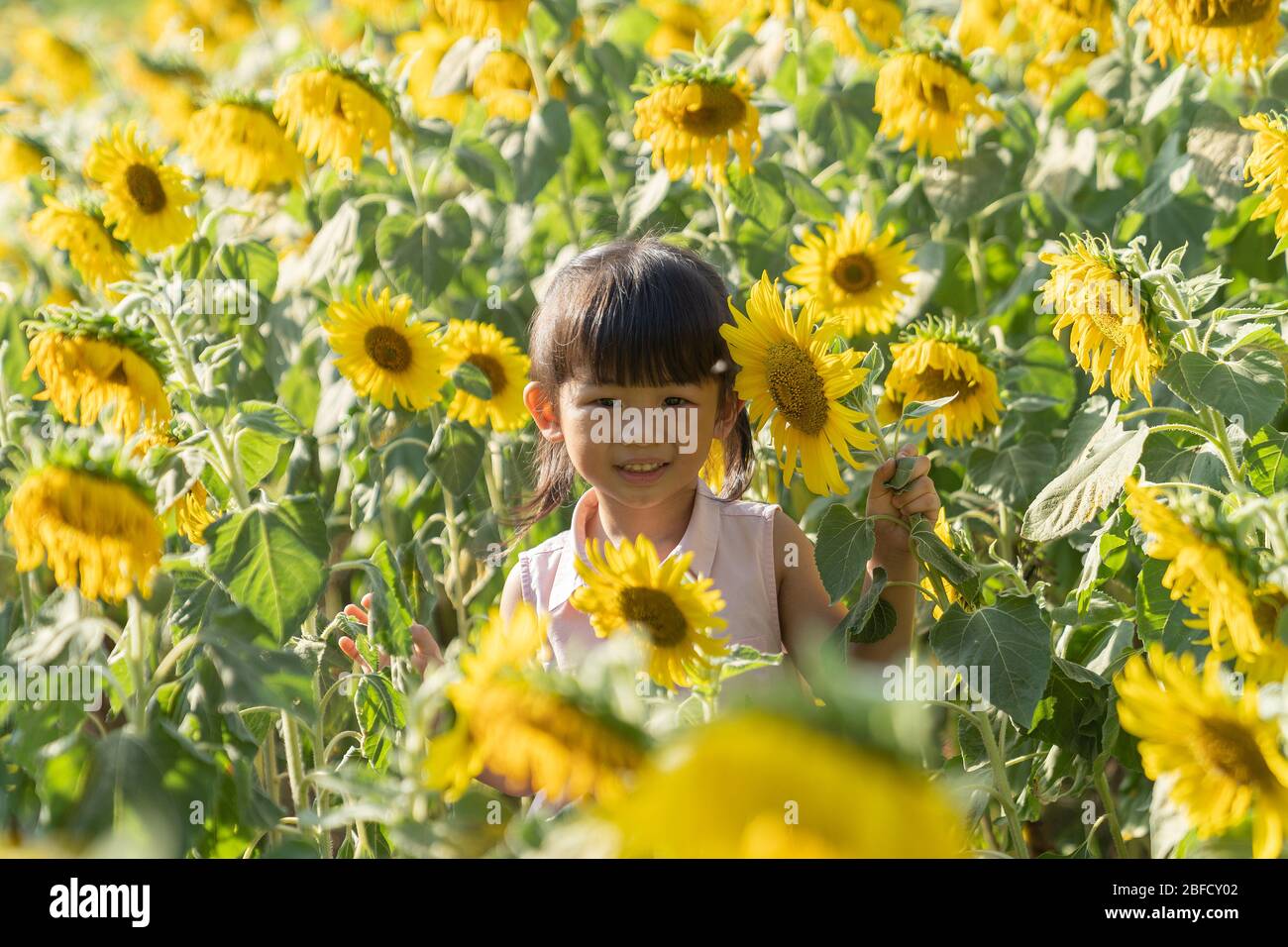 Asian cute little girl enjoying in sunflowers. Happy little girl on the field of sunflowers in summer. Stock Photo