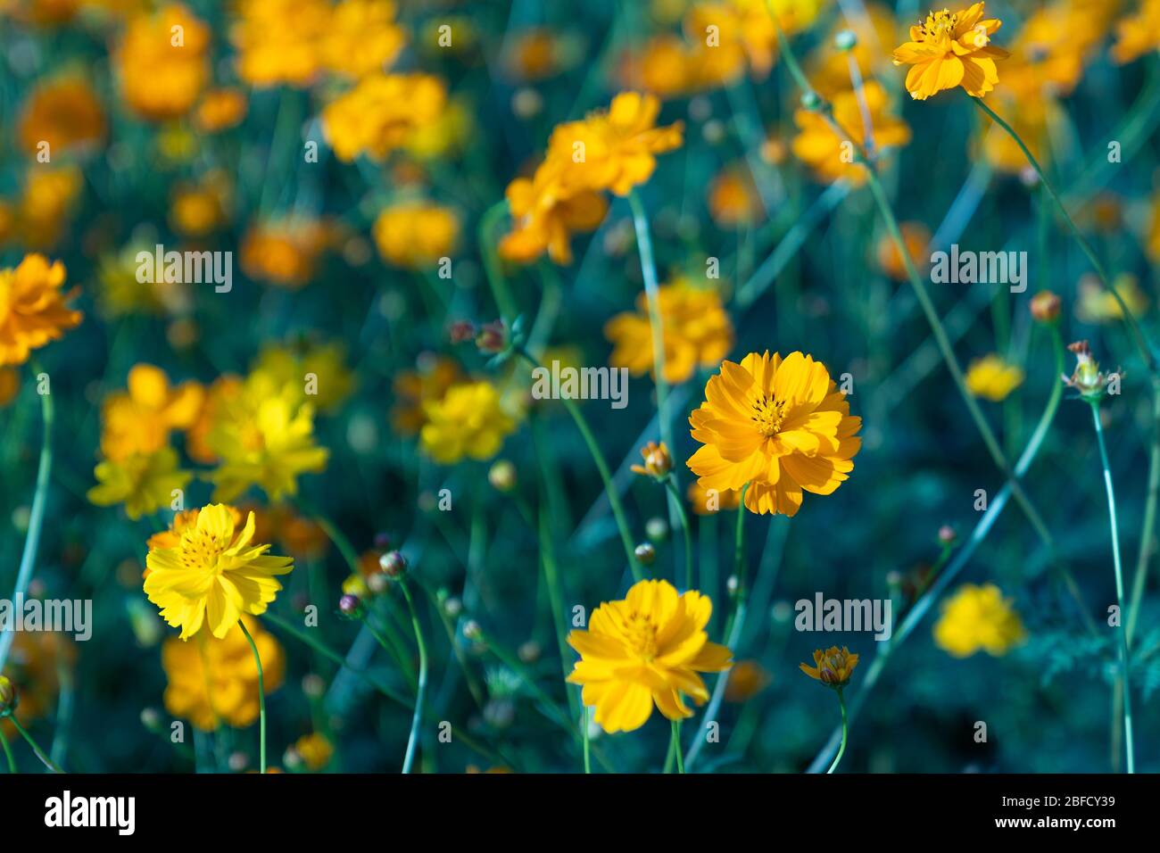Close up. Yellow small flowers beautiful blooming in the garden. Stock Photo