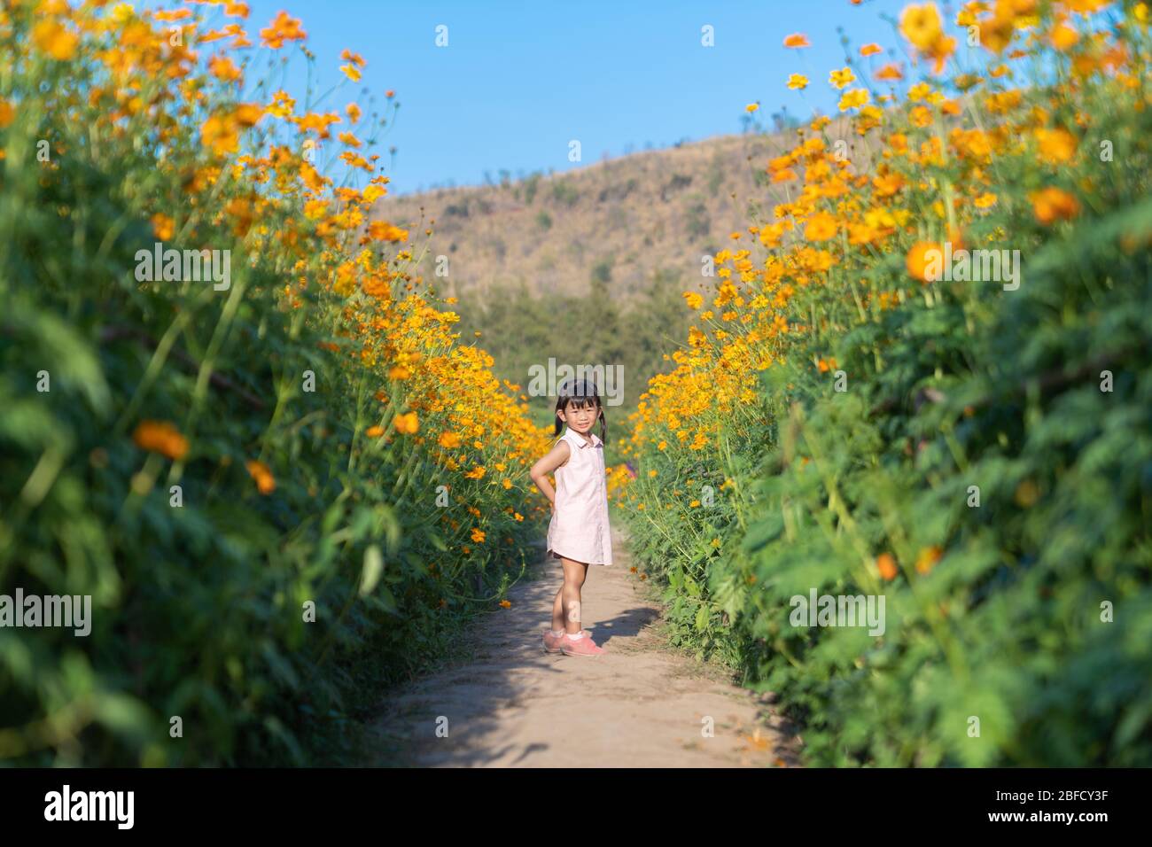 Asian cute little girl enjoying in yellow cosmos. Happy little girl on the field of yellow cosmos in summer. Stock Photo