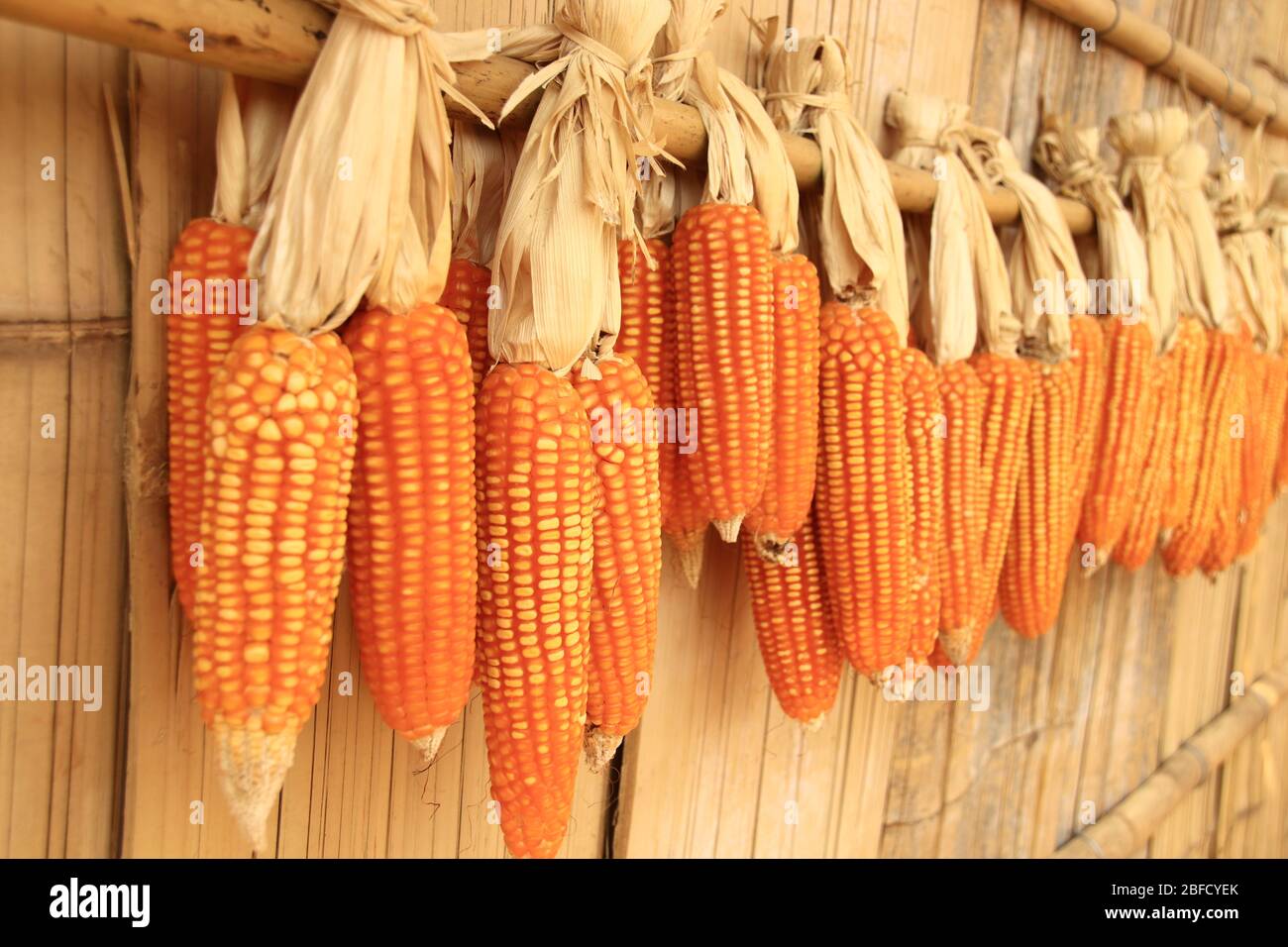 Traditional way of drying freshly harvested yellow corns, shows village life and culture Stock Photo