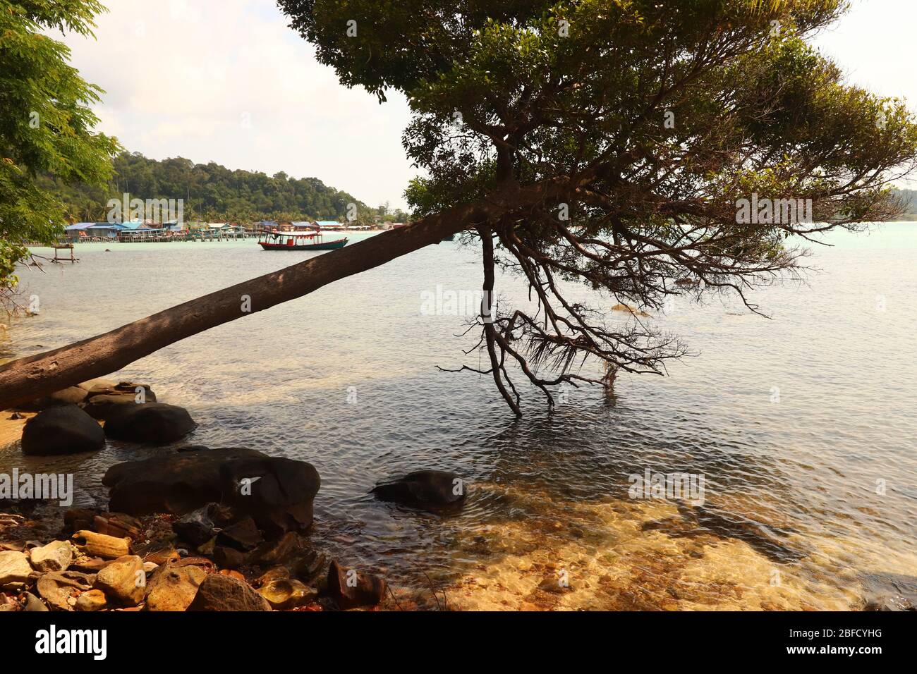A tree left leaning over the sea after a violent tropical storm showing the power of nature and the signs of global warming or climate change Stock Photo
