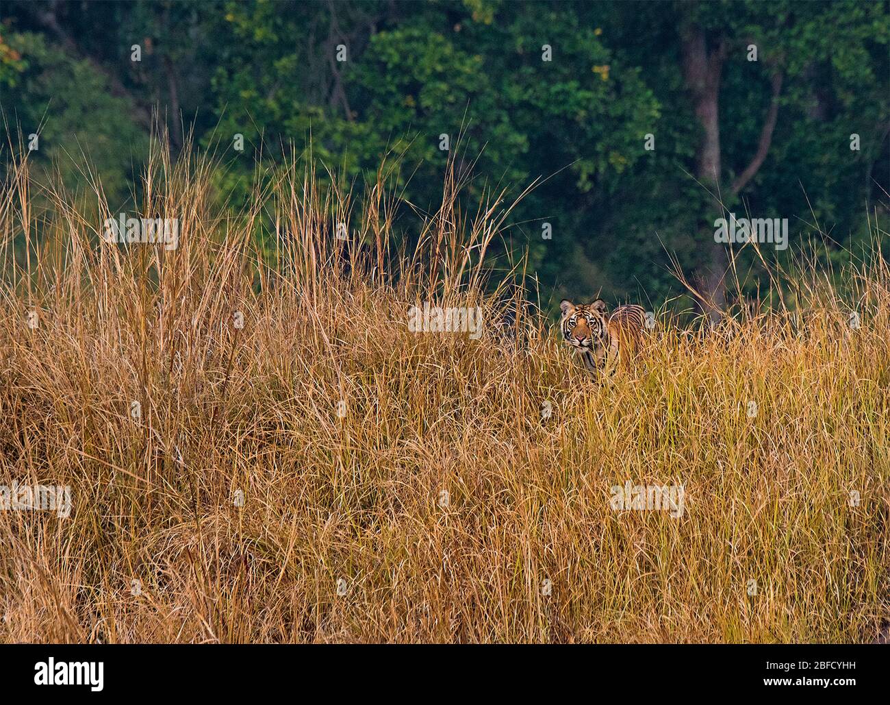 A Tiger cub in grasslands of Bandhavgarh National Park, Madhya Pradesh, India Stock Photo