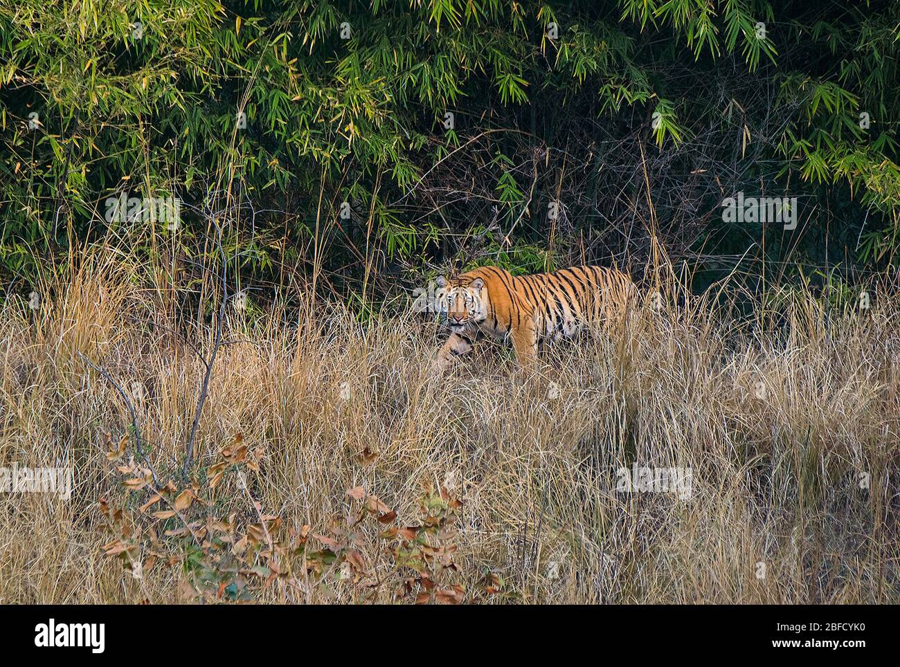 A Tiger cub posing at Bandhavgarh National Park, Madhya Pradesh, India Stock Photo