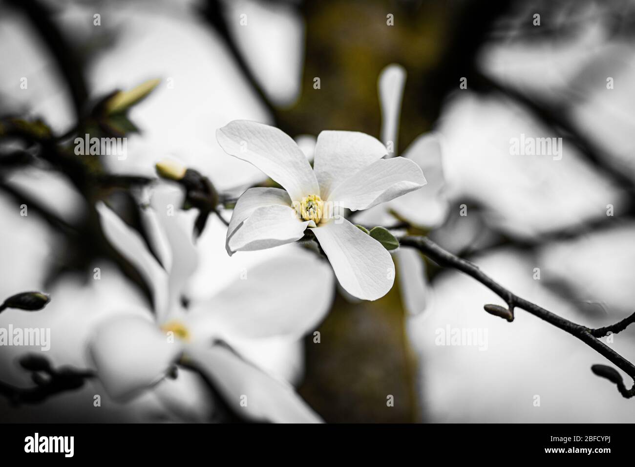 Magnolia tree in spring Stock Photo - Alamy