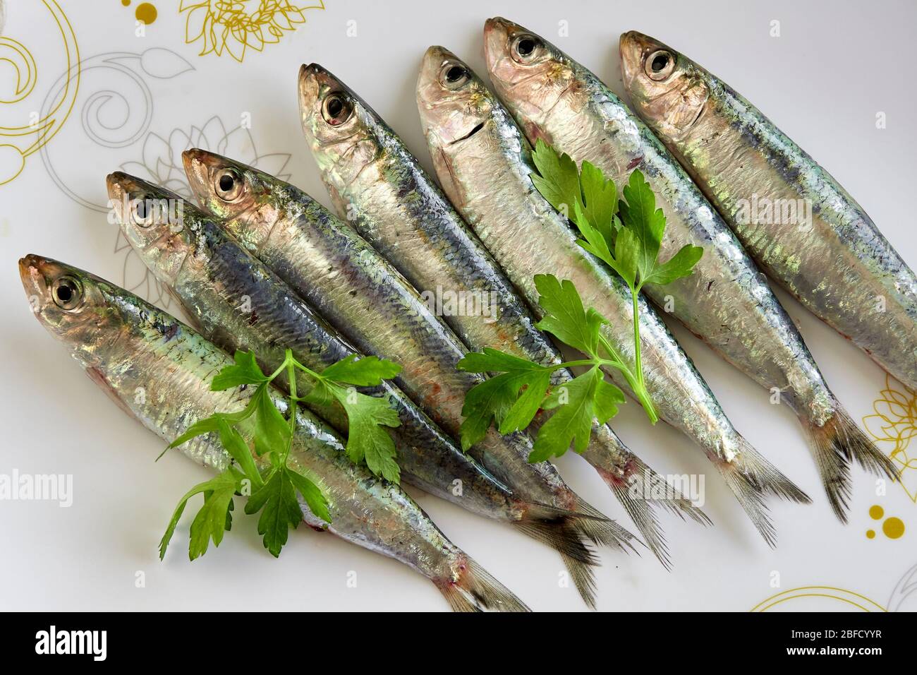 tray with fresh sardines decorated with parsley Stock Photo