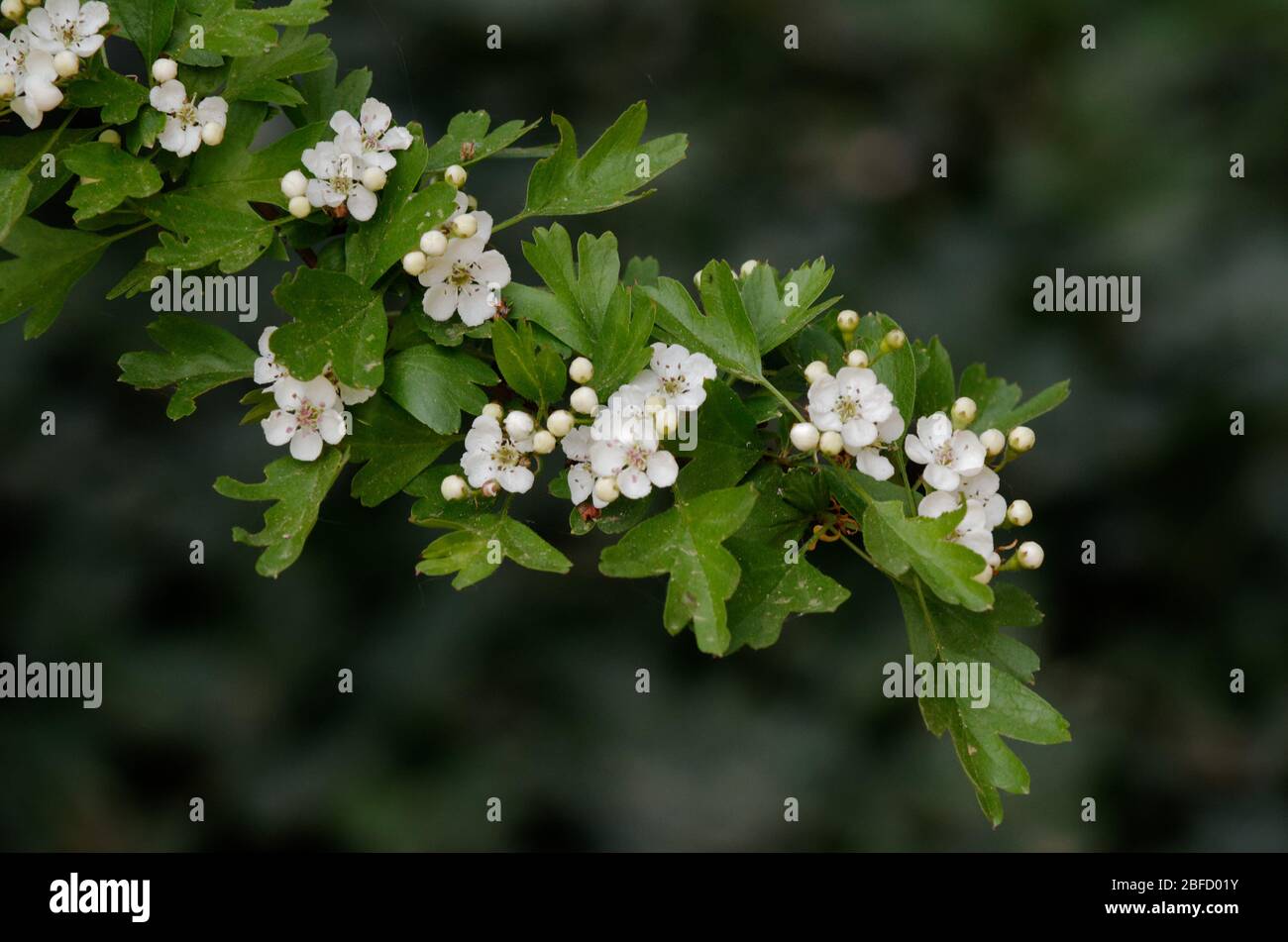 Crataegus (Rosaceae) flowers of a flowering hawthorn bush in a park in spring Stock Photo