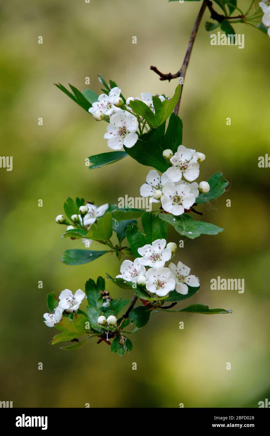 Crataegus (Rosaceae) flowers of a flowering hawthorn bush in a park in spring Stock Photo