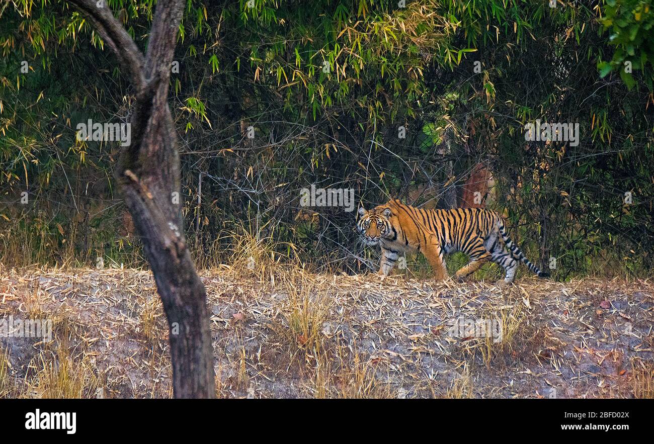 A Tiger cub at Bandhavgarh National Park, Madhya Pradesh, India Stock Photo