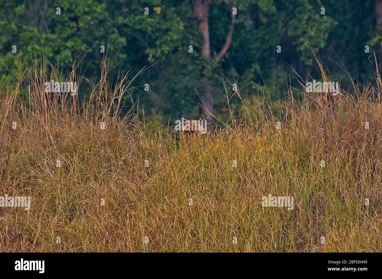 Tiger cub's ears picture at Bandhavgarh National Park, Madhya Pradesh, India Stock Photo