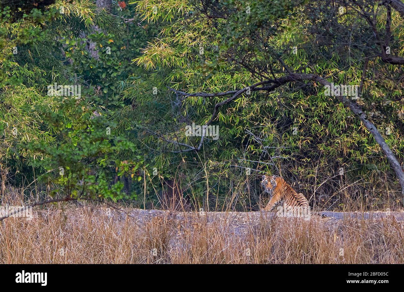 A Tiger cub in its natural habitat at Bandhavgarh National Park, Madhya Pradesh, india Stock Photo